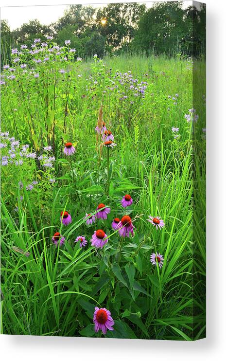 Moraine Hills State Park Canvas Print featuring the photograph Moraine Hills Shelley Kelly Prairie Wildflowers by Ray Mathis