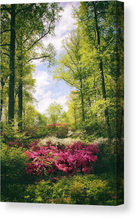 Azaleas Canvas Print featuring the photograph Morning Azaleas by Jessica Jenney