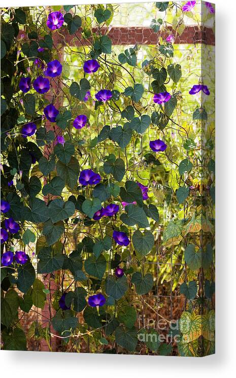 Purple Canvas Print featuring the photograph Morning Glories by Margie Hurwich