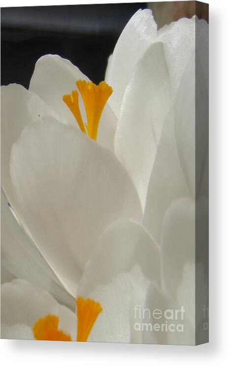 White Yellow Crocus Spring Flowers Petals Canvas Print featuring the photograph Morning Light by Kristine Nora