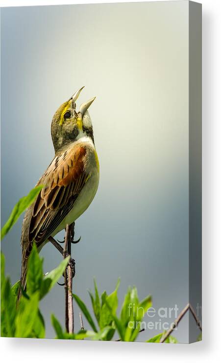 Animal Canvas Print featuring the photograph Morning Song - Dickcissel by Robert Frederick