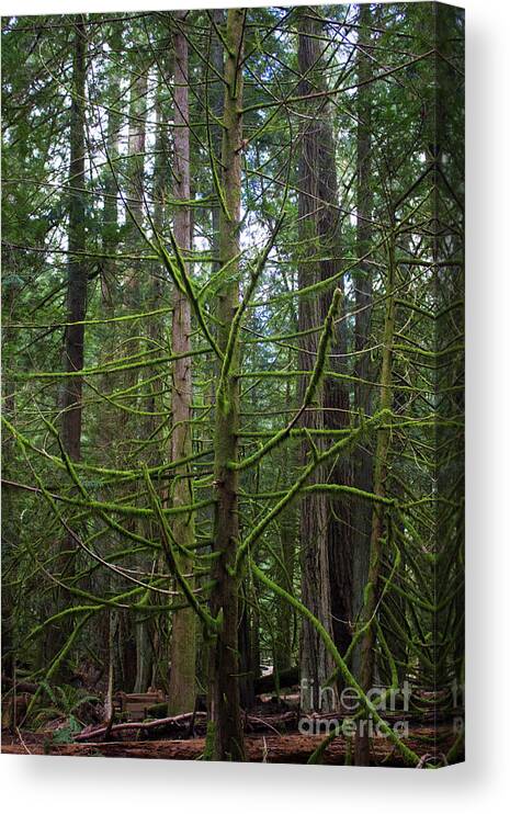 Ent Canvas Print featuring the photograph Moss Covered Tree by Donna L Munro