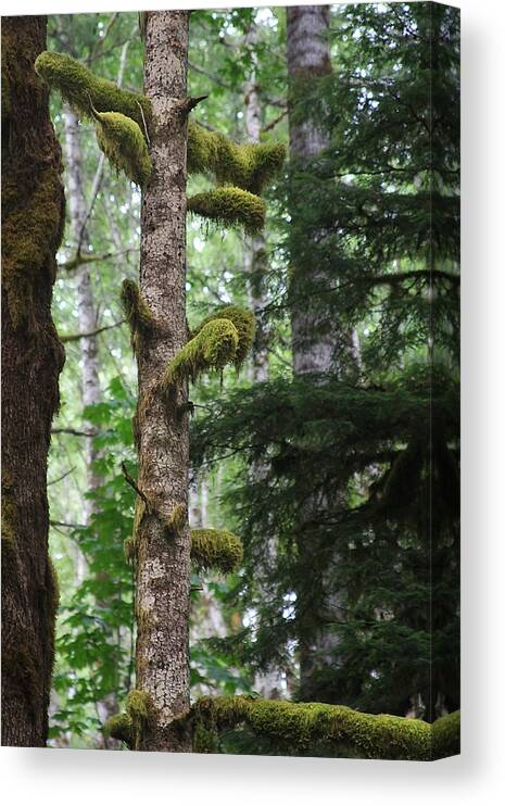 Moss Canvas Print featuring the photograph Moss-draped trees on Tiger Mountain WT USA by Alexandra Till