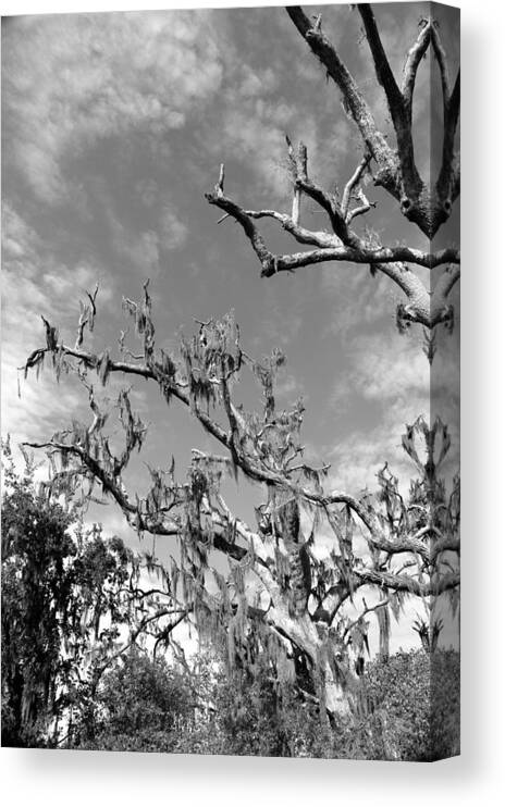 Moss Canvas Print featuring the photograph Moss Tree III by Beth Vincent