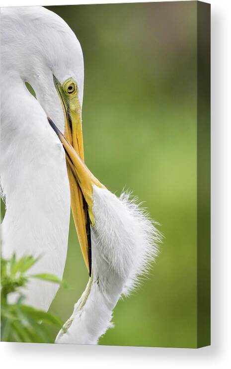 Egret Canvas Print featuring the photograph Mother and Child by Dawn Currie