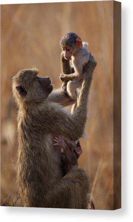 Africa Canvas Print featuring the photograph Mother baboon lifts child by Johan Elzenga