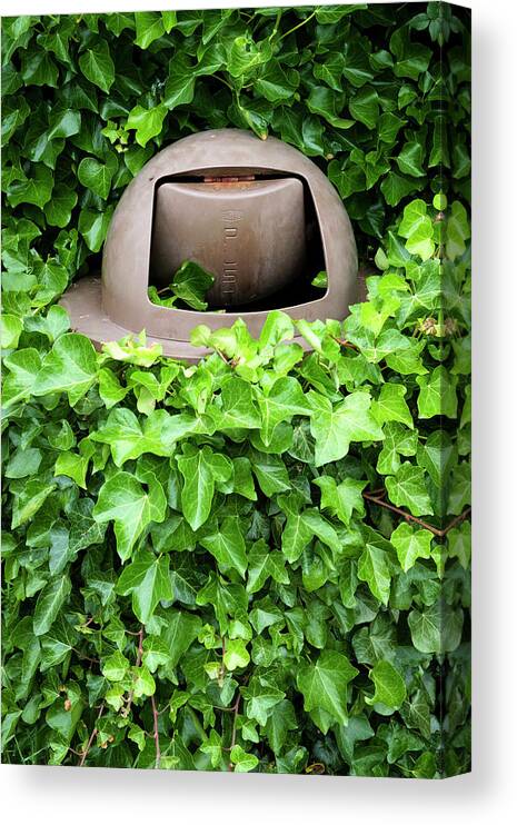 Ivy Canvas Print featuring the photograph Mother Nature Most Always Wins by Mary Lee Dereske