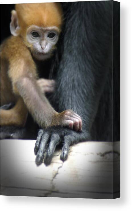 Baby Canvas Print featuring the photograph Motherhood - Primate by DArcy Evans