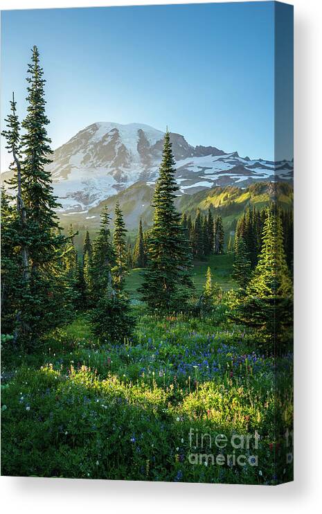Mount Rainier Canvas Print featuring the photograph Mount Rainier Golden Meadows Light and Shadows by Mike Reid