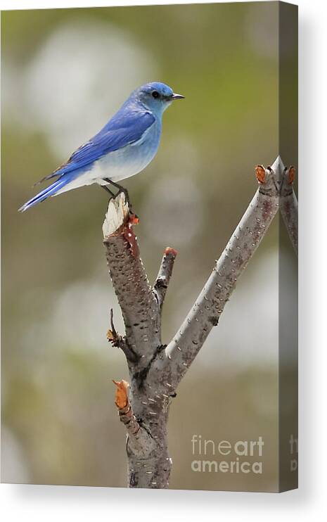 Mountain Bluebird Canvas Print featuring the photograph Mountain Bluebird in Colorado by Natural Focal Point Photography