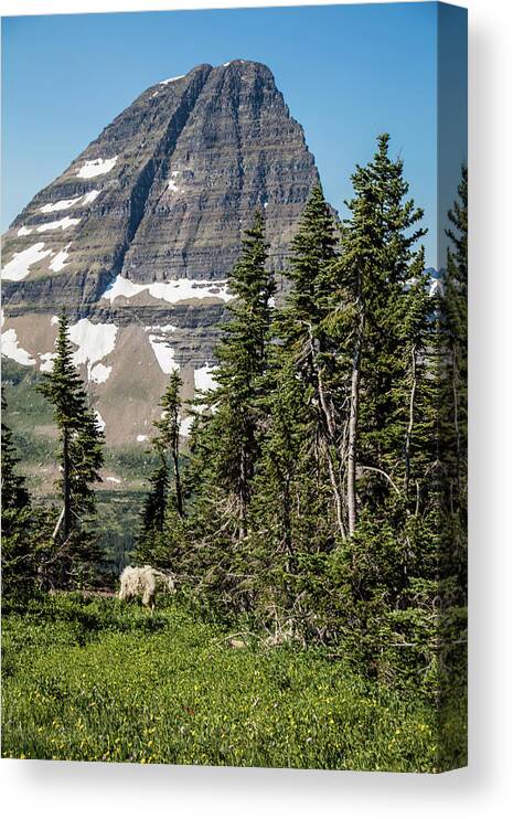 Glacier Canvas Print featuring the photograph Mountain Goat on Hidden Lake Trail by John McGraw