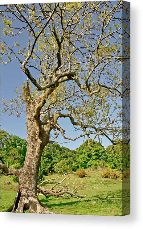 Tree Canvas Print featuring the photograph Moving Up. by Elena Perelman