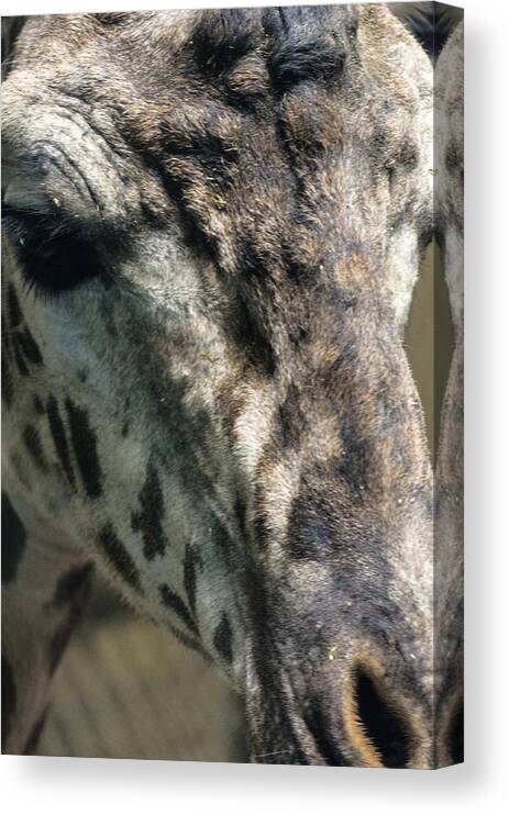 Girafffe Canvas Print featuring the photograph Mr Personality by Stewart Helberg