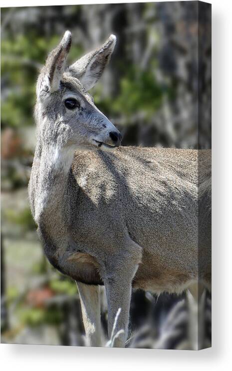 Mule Deer Canvas Print featuring the photograph Mule Deer 5 by JustJeffAz Photography