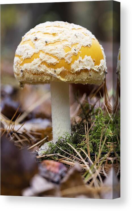 Mushroom Canvas Print featuring the photograph Mushroom by Deborah Penland