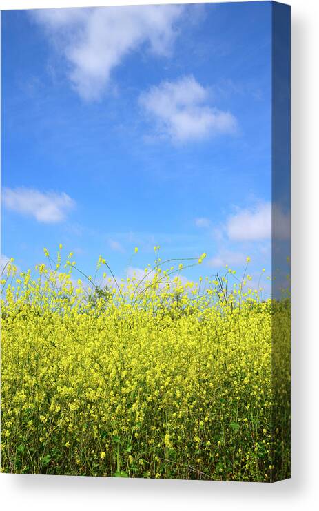 Field Canvas Print featuring the photograph Mustard Beauty by Timothy OLeary