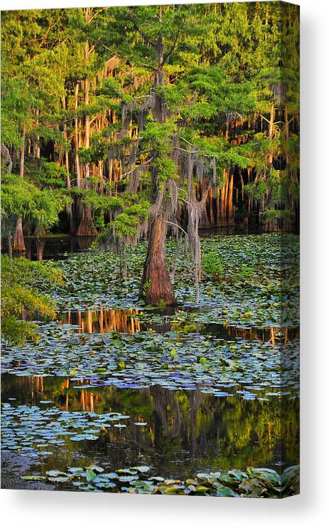 Bog Canvas Print featuring the photograph Naked by Skip Hunt