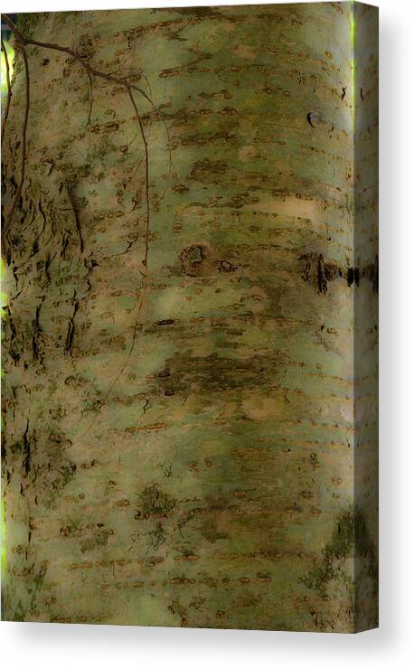 Joy Canvas Print featuring the photograph Native tree by Douglas Barnett
