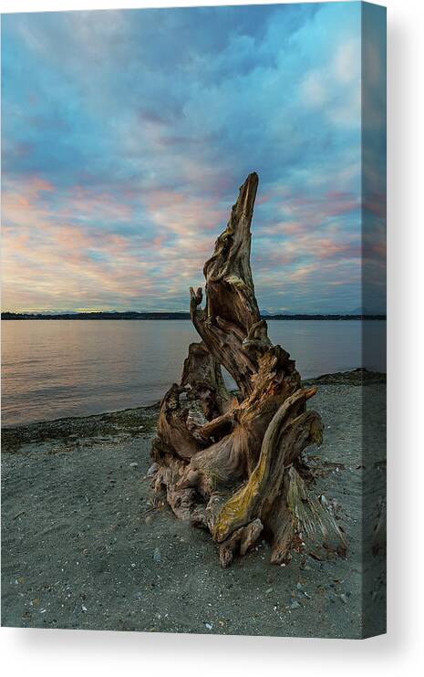 Driftwood Canvas Print featuring the photograph Natural Driftwood at Birch Bay State Park by David Gn