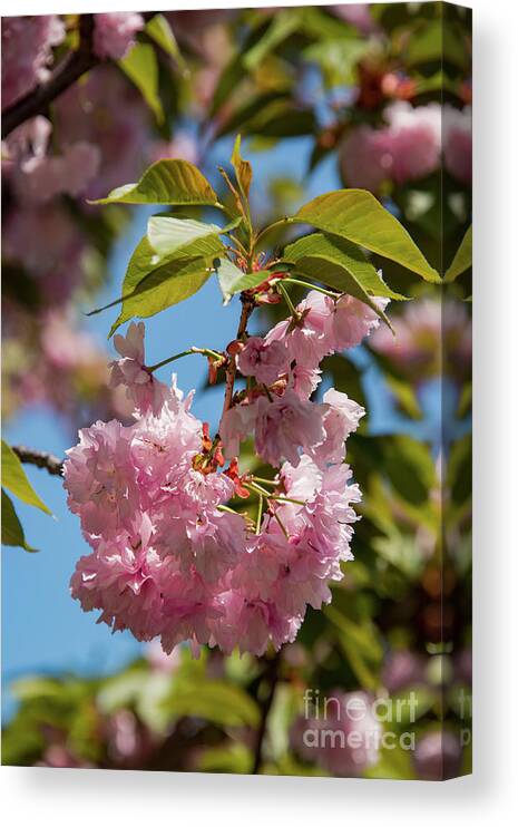 Hagerstown Canvas Print featuring the photograph Nature in Pink by Bob Phillips