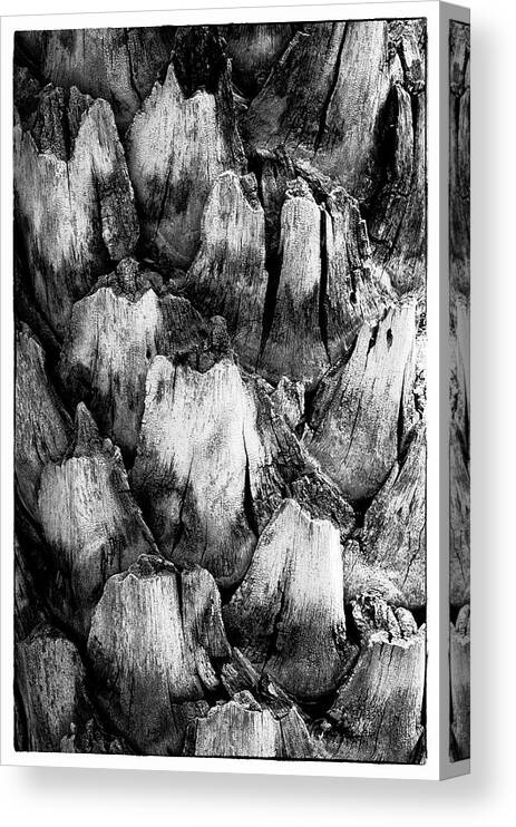 Black And White Canvas Print featuring the photograph Natures Abstract #1 by John Roach