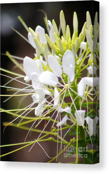 White Canvas Print featuring the photograph Nature's Beauty 17 by Deena Withycombe
