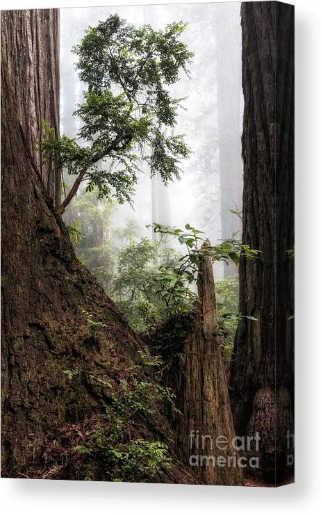 Afternoon Canvas Print featuring the photograph New Growth At Last Chance by Al Andersen