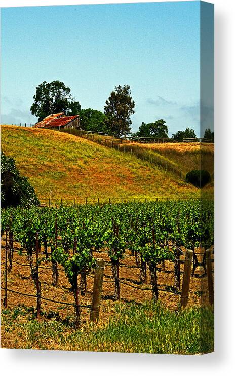 Vines Canvas Print featuring the photograph New Vineyard by Gary Brandes