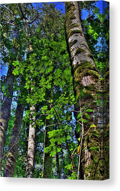 Nisqually Canvas Print featuring the photograph Nisqually Trees by David Patterson