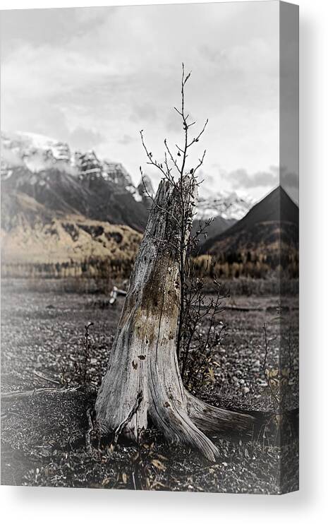 Tree Canvas Print featuring the photograph Nizina River Tree Stump by Fred Denner
