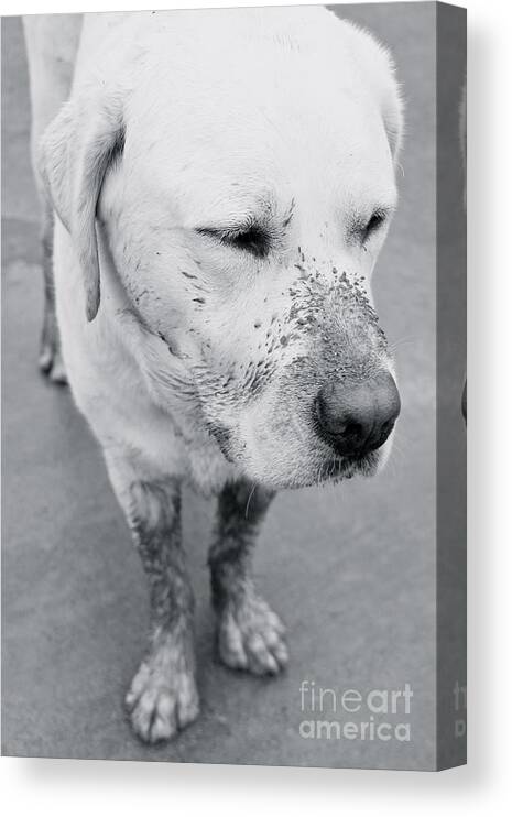 Dog Canvas Print featuring the photograph Not A Care by Suzanne Oesterling