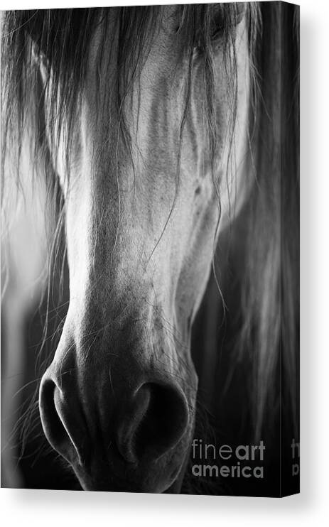 Andalusian Mare Canvas Print featuring the photograph Novelera by Carien Schippers