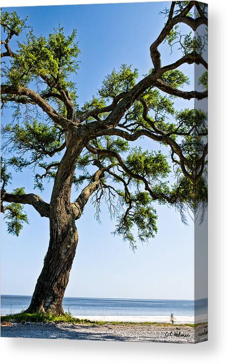Tree Canvas Print featuring the photograph Oak At The Beach by Christopher Holmes