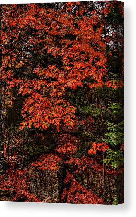 Autumn Canvas Print featuring the photograph Oak On The Rocks by Dale Kauzlaric