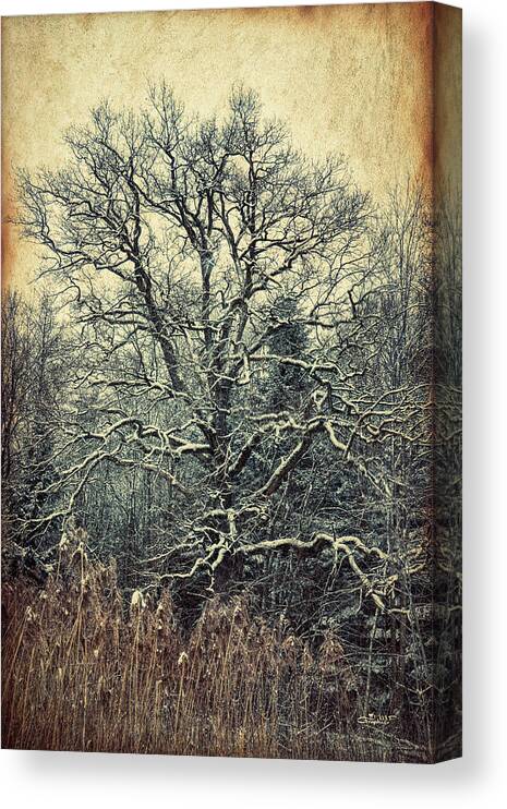 Photo Canvas Print featuring the photograph Oak Tree in Winter by Jutta Maria Pusl