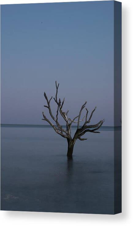 Landscape Canvas Print featuring the photograph Ocean Tree by Joe Shrader