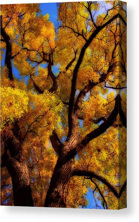 Cottonwood Canvas Print featuring the photograph October Day Dream by James BO Insogna