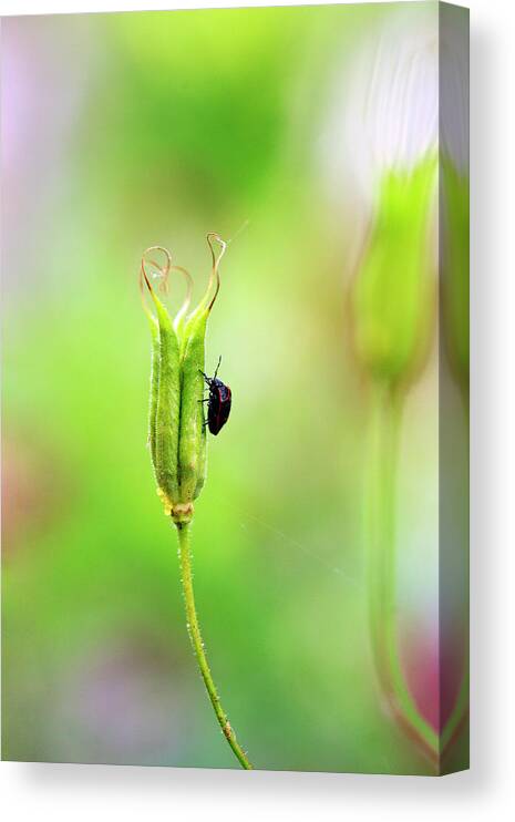 Wildflower Canvas Print featuring the photograph Oh What A Beautiful Morning by Bill Morgenstern
