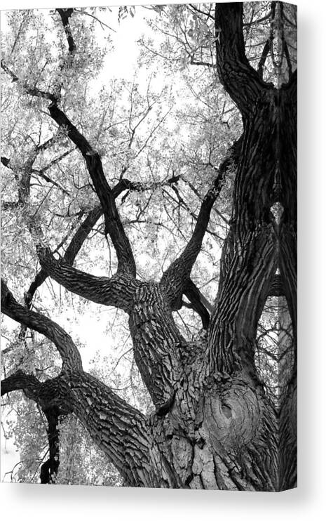Cottonwood Canvas Print featuring the photograph Old Cottonwood Tree by James BO Insogna