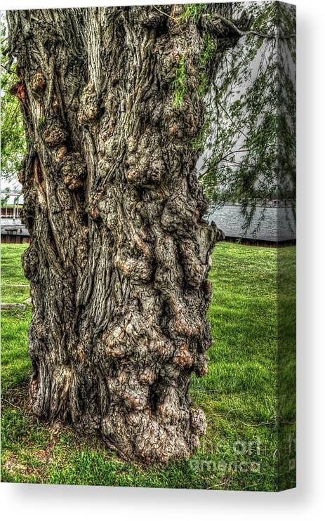 Willow Canvas Print featuring the photograph Old Willow by Chris Fleming