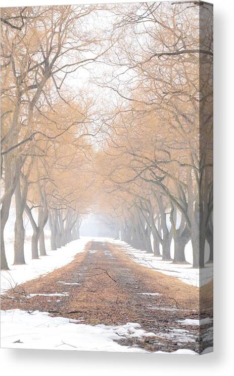 Tree Canvas Print featuring the photograph On way home by Greg Hayhoe