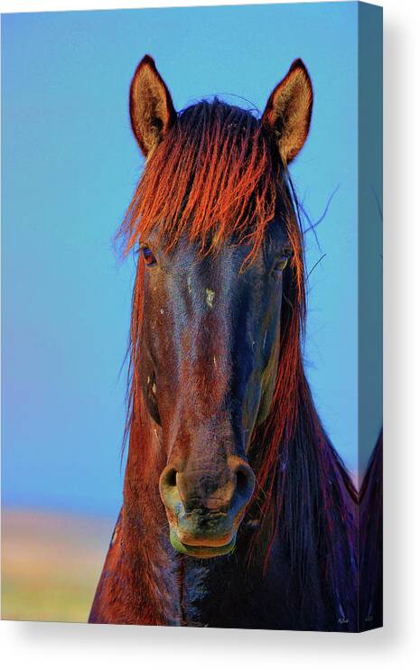 Horse Canvas Print featuring the photograph Onaqui Wild Stallion Portrait by Greg Norrell
