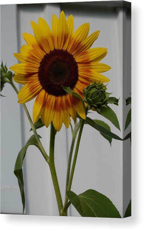 Yellow Canvas Print featuring the photograph Oops, did I do that? by Cheryl Charette