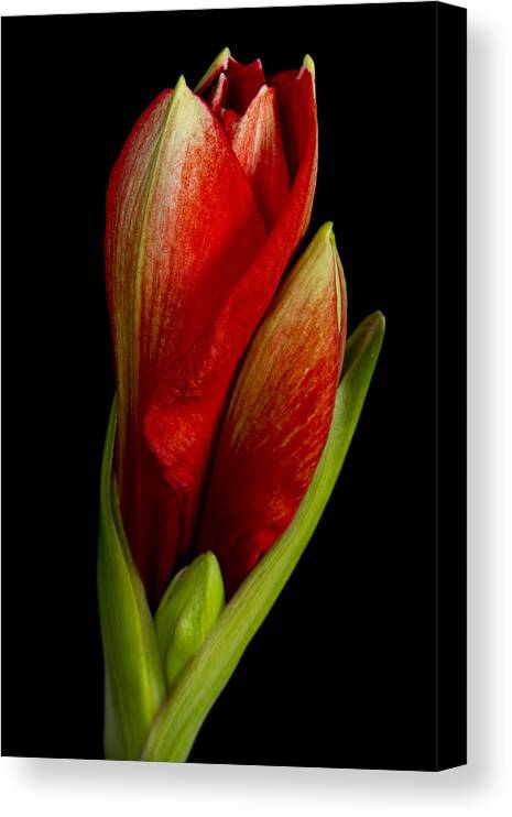 Amaryllis Canvas Print featuring the photograph Orange Amaryllis Bloom by James BO Insogna