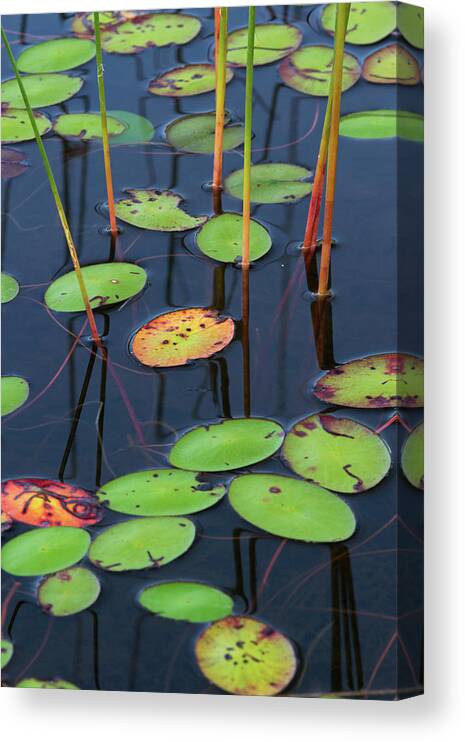 Lily Pad Canvas Print featuring the photograph Orange and Green Water Lily Pads by Juergen Roth