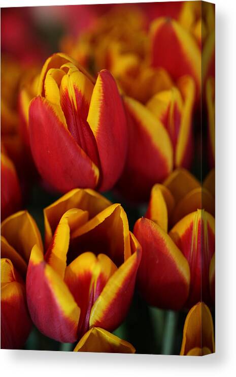 Tulips Canvas Print featuring the photograph Orange and Yellow Tulips by Tammy Pool