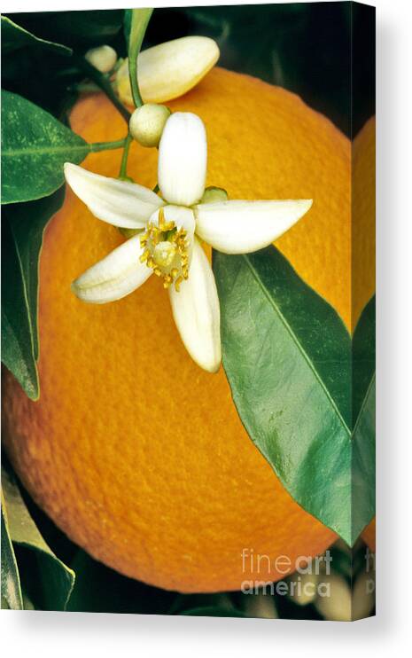 Plant Canvas Print featuring the photograph Orange Blossom And Fruit by Inga Spence