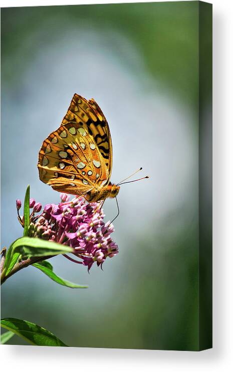 Butterfly Canvas Print featuring the photograph Orange Butterfly by Christina Rollo