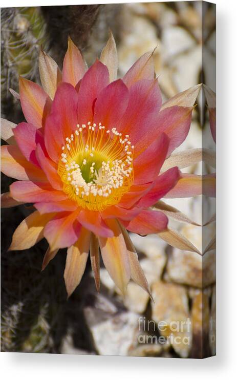 Cactus Canvas Print featuring the photograph Orange cactus flower by Jim And Emily Bush