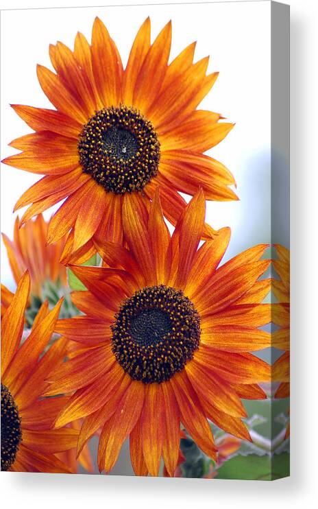Sunflower Canvas Print featuring the photograph Orange Sunflower 2 by Amy Fose